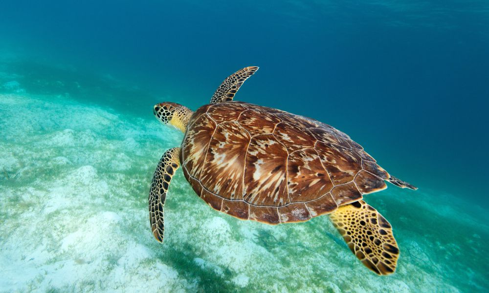 You are currently viewing Amazing Wildlife You’ll See While Sailing in the Grenadines